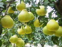 柚子的主要功效