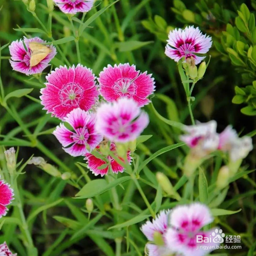 石竹的种植方法和注意事项