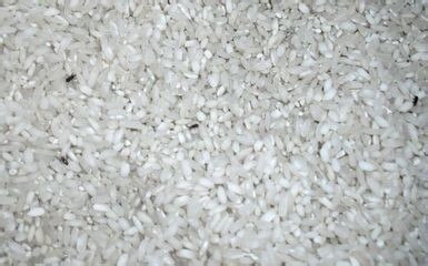 大米发霉怎么办