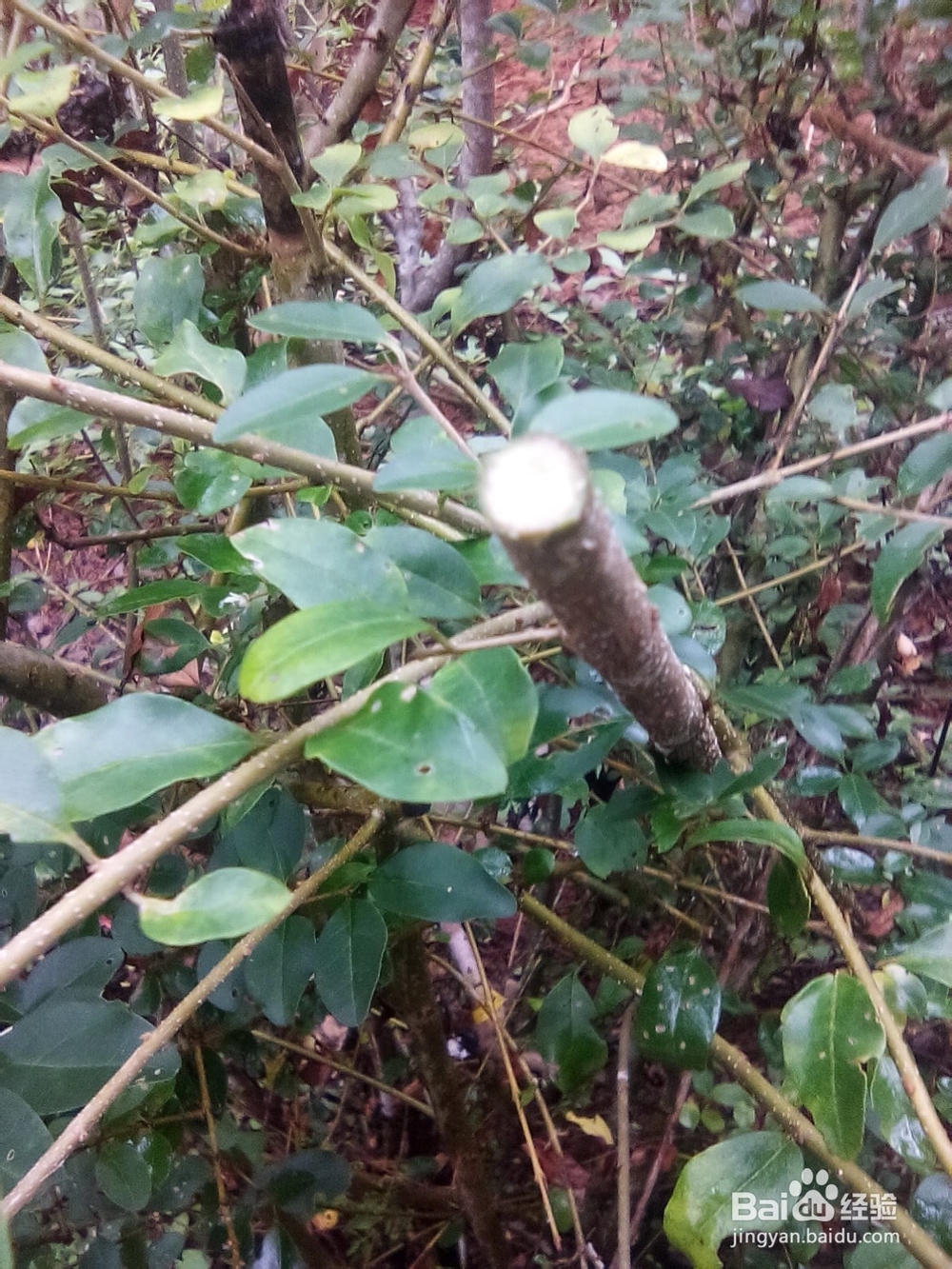 树木嫁接的方法