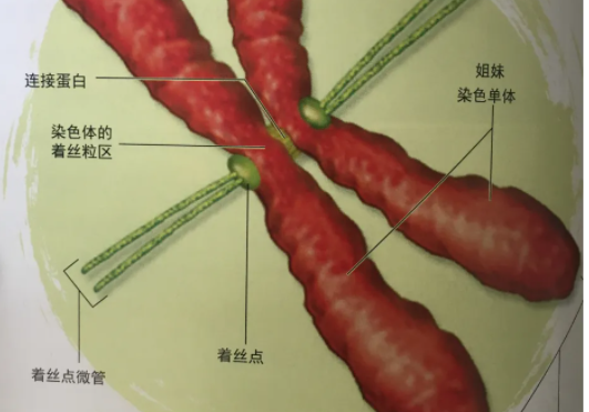 着丝粒和着丝点的区别是什么
