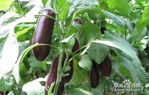 预防茄子重茬的方法都有哪些