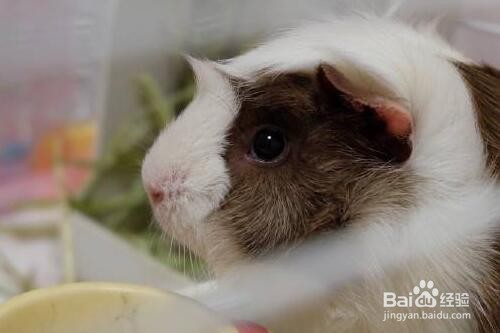 如何清洁荷兰猪