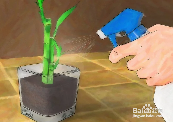 如何种植幸运竹