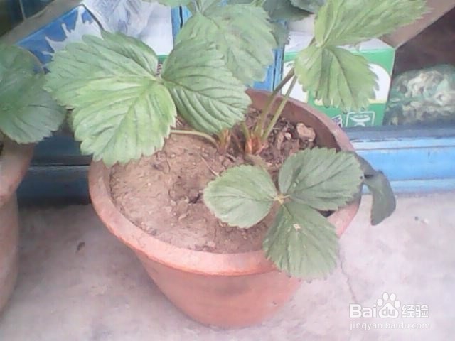 在花盆里种草莓的具体方法,分冬季和夏季两种.
