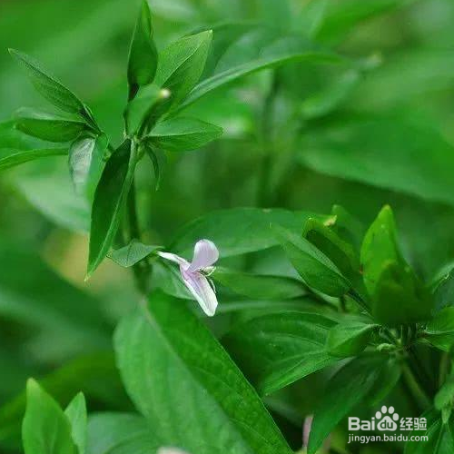 九头草的培育方法和注意事项