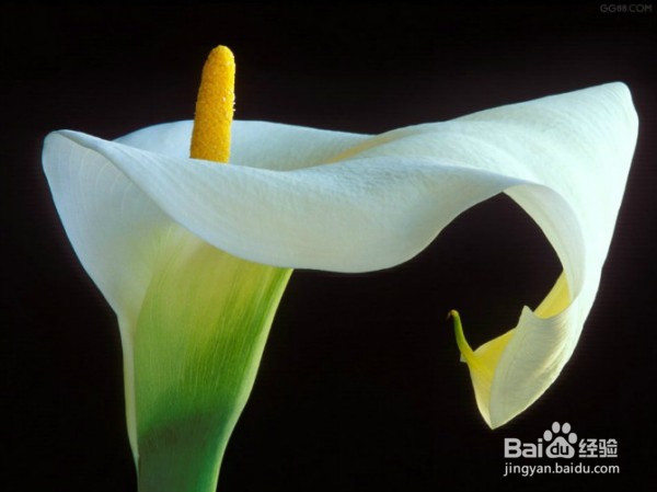 普吉岛旅游婚纱照，结婚花语，细说浪漫