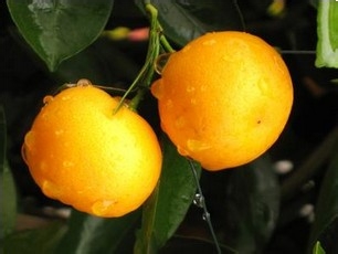 如何消除吃大蒜后口中的气味