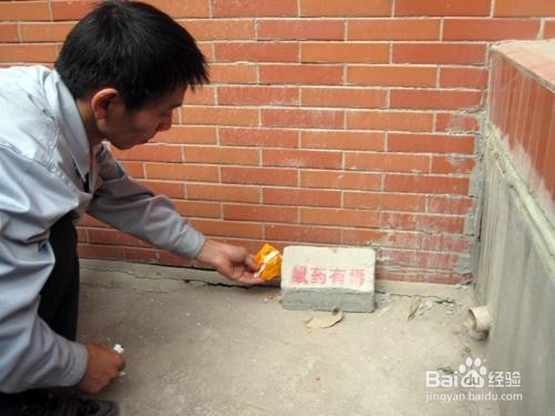 白云灭鼠怎么预防老鼠