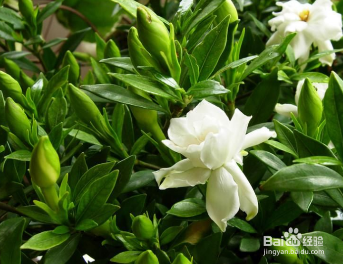 栀子花养殖方法和注意事项