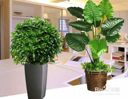 植物营养液怎么做