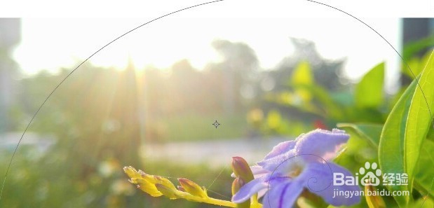 玩转手机微距摄影 的技巧有哪些