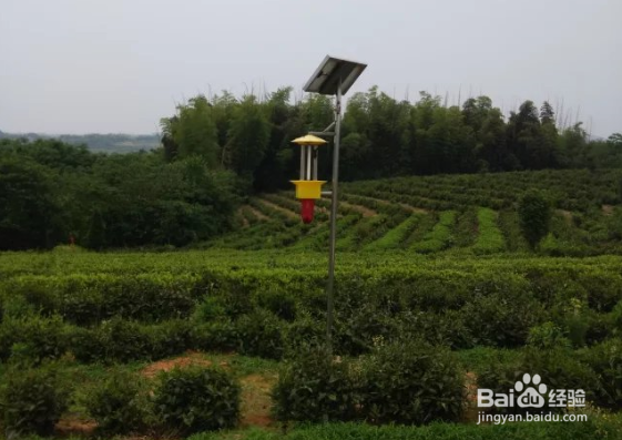 茶叶杀虫灯是怎么保障茶园绿色生产的