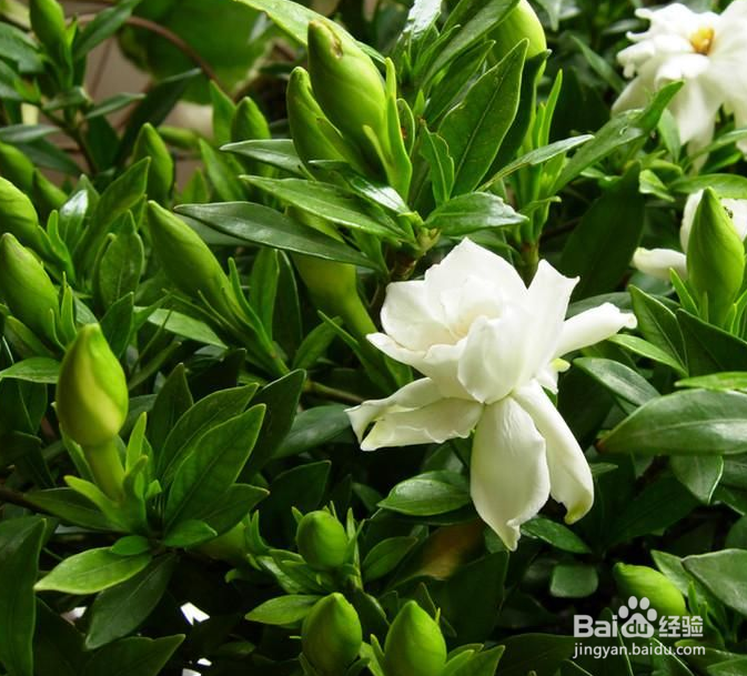 栀子花种植技巧