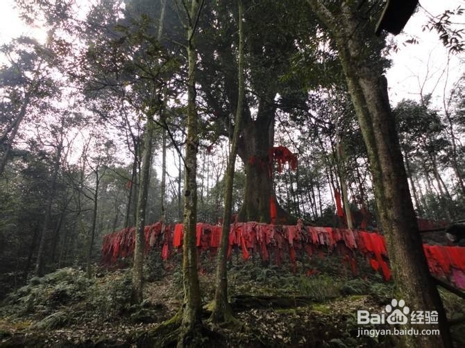雅安旅游攻略自驾游