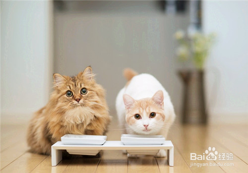 猫吃卵磷脂还是蛋黄更能美毛呢