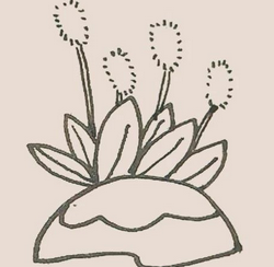 #好久不见#狗尾巴草的简笔画怎么画好看