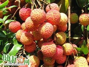 教您挑选新鲜的荔枝.