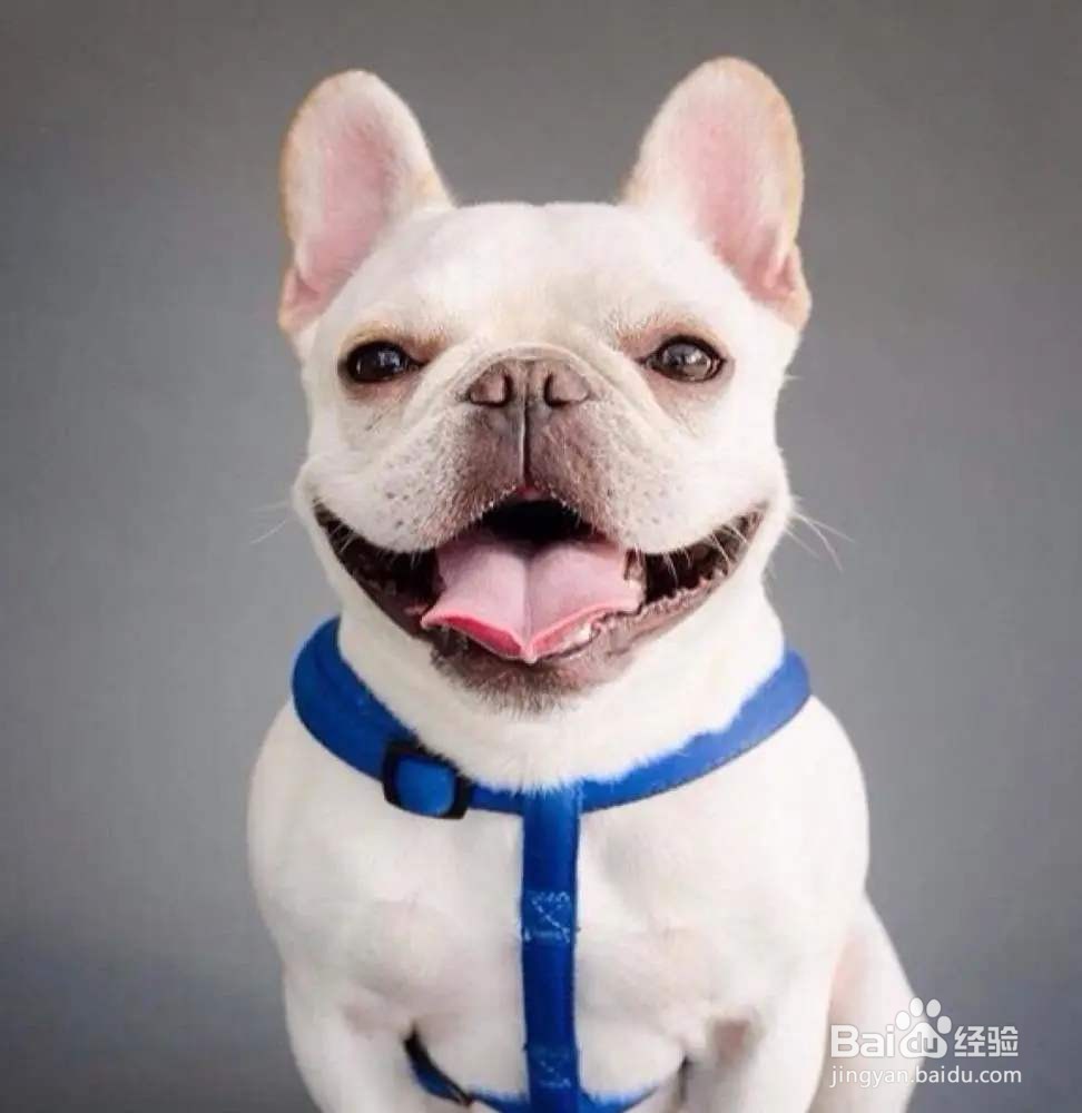 十大新手最好养的中型犬