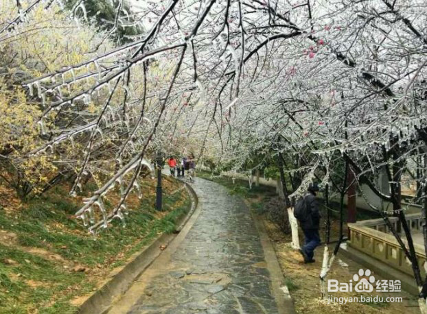 南昌梅湖冬雨后的风景, 既然如此的美