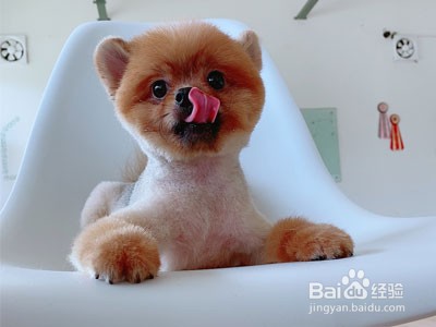 狗狗可以吃香蕉吗