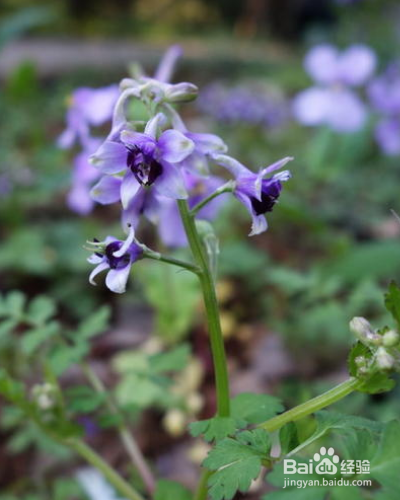 还亮草如何进行养护？