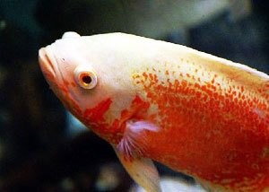 怎么控制固着类原生虫?