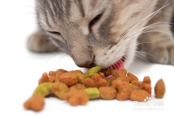 不拉稀不呕吐排毛膏：猫呕吐腹泻掉毛的应对措施