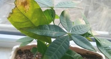 花的叶子为什么变黄