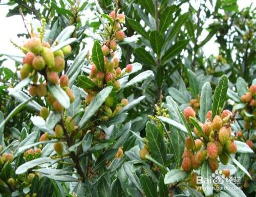 三月份杨梅花开时长梢怎么办