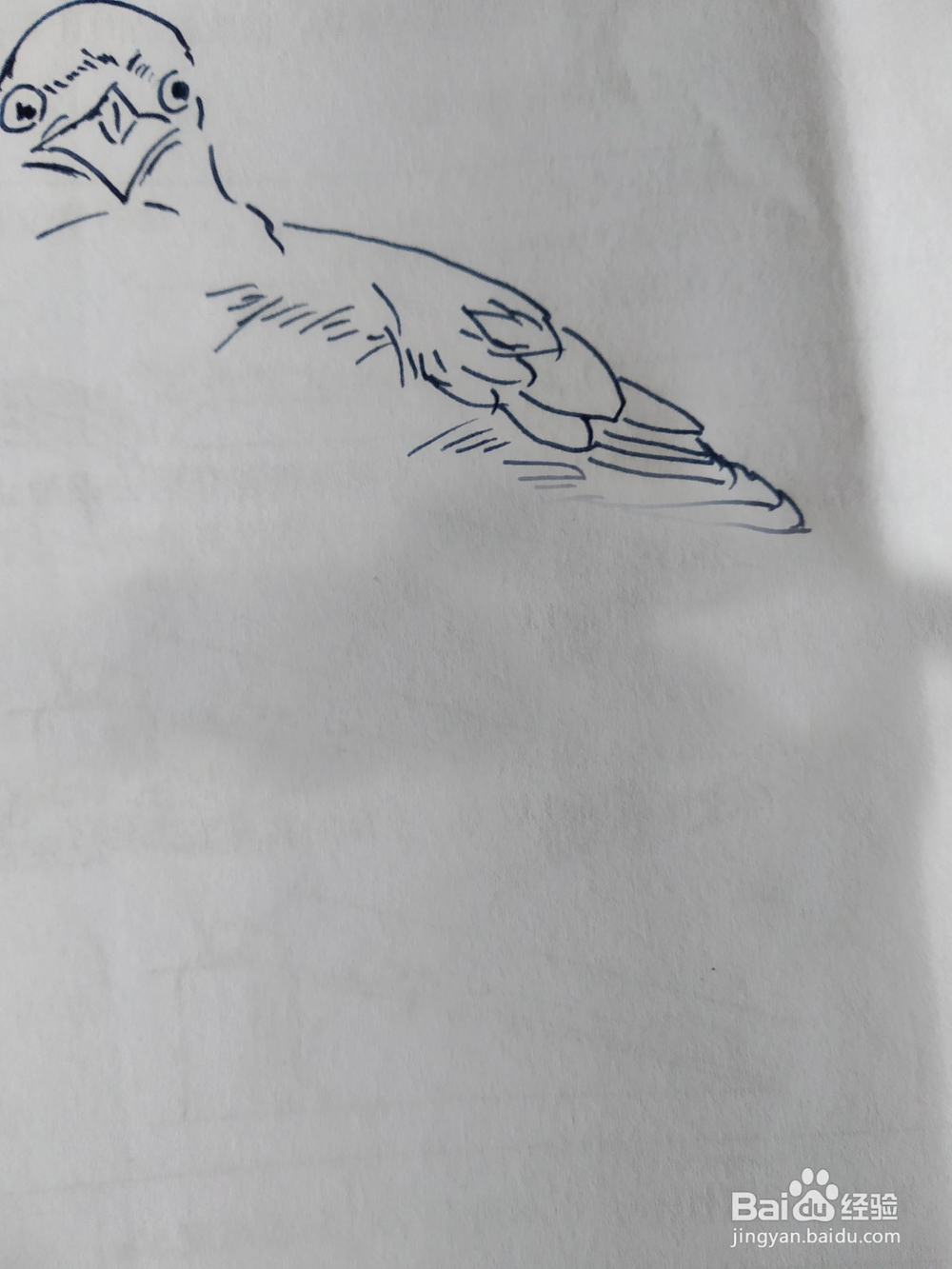 伯劳鸟的钢笔画法，