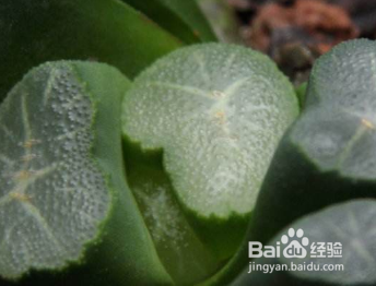 多肉植物万象怎么养