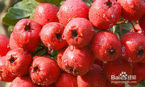 春季养生提倡三多三少