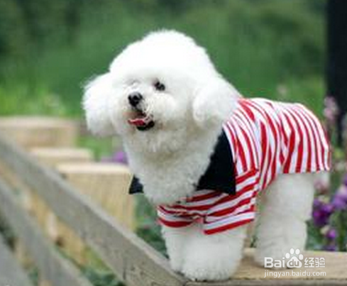 哪里的宠物美容学校收费少