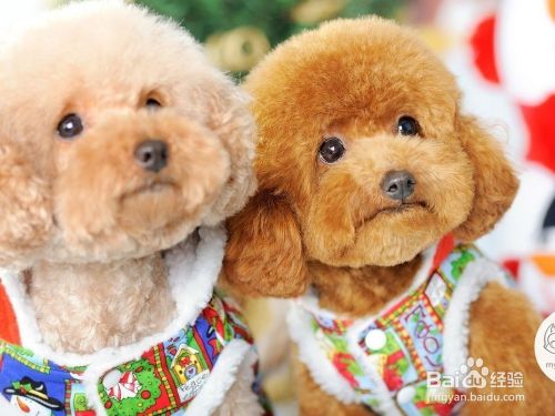 泰迪犬毛色变浅怎么办 泰迪毛色变白怎么办 百度经验