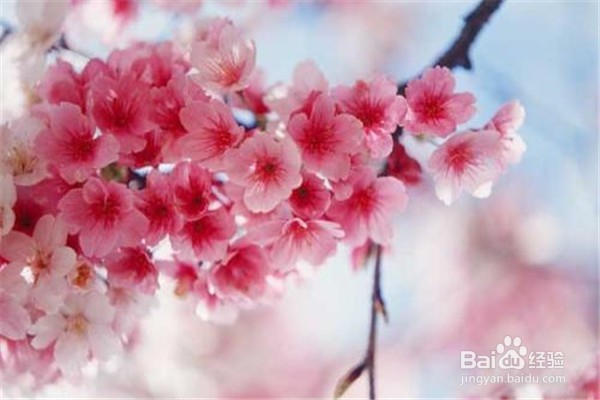 樱花应该怎么养