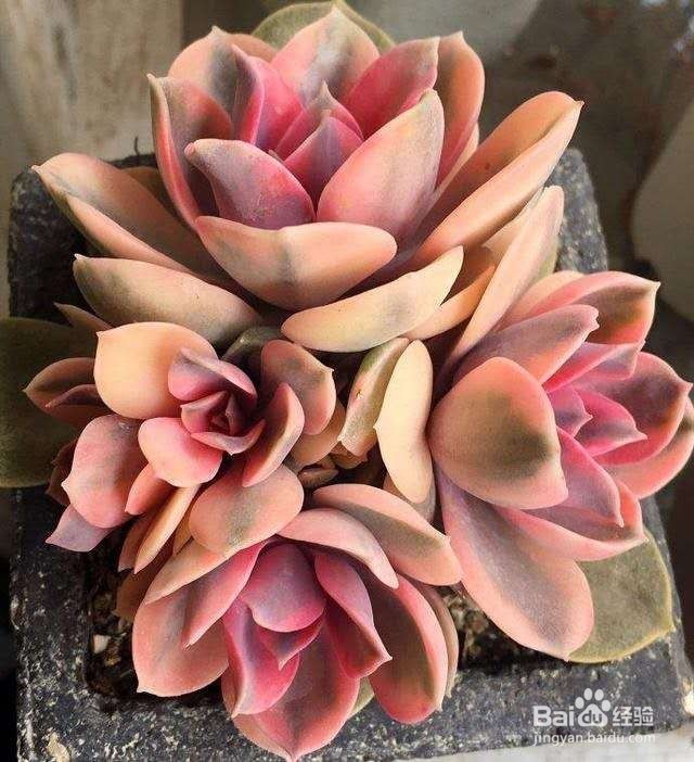 养肉先养根，根系健壮了多肉才能生长更旺盛！