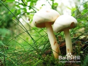 常吃蘑菇有什么保健作用