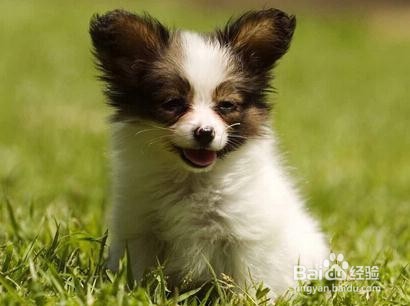 如何做好狗狗的基础护理