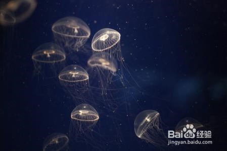 水母怎么吃东西