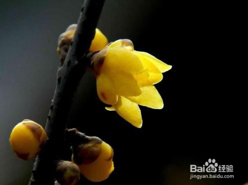 腊梅种子的种植方法