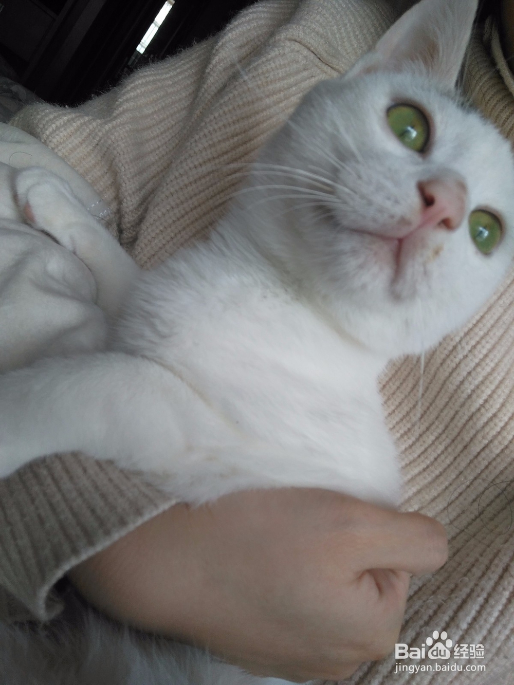 抱猫咪的正确姿势方法!