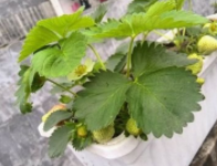 怎么在家种草莓