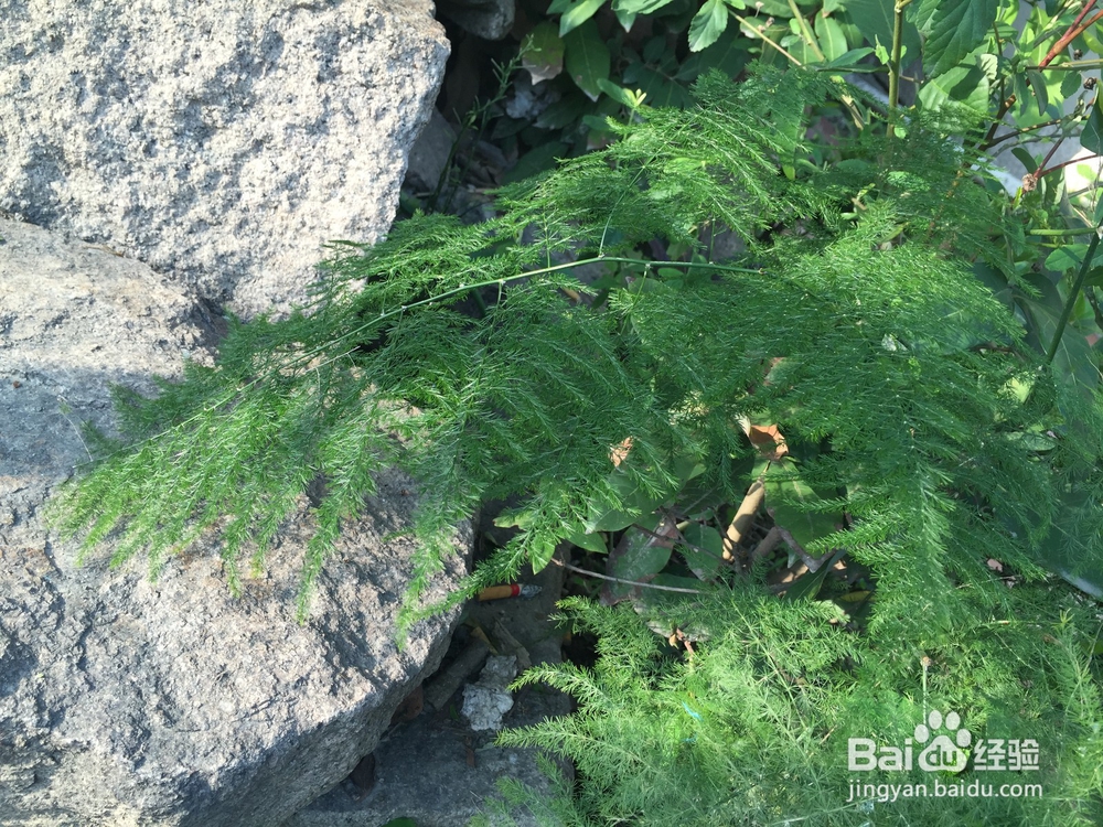 如何养好常见植物文竹