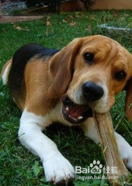米格鲁猎兔犬的生活习性