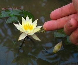 如何栽培盆栽水莲花