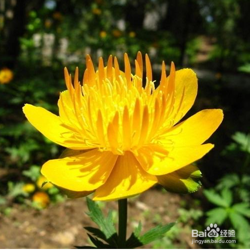 金莲花的病害有哪些怎么防治