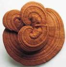 肋间神经痛的症状