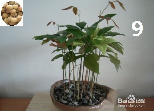 龙眼盆栽种发与大面积大规模种植方法