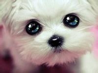 狗狗眼睛的怎样保护